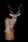 Pedestal Kudu