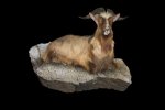 New Zealand Wild Goat