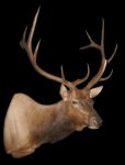 Elk Shoulder Mount